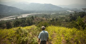A coca farmer walks among his plants in the central jungle of Peru in 2012