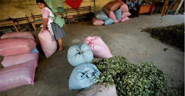 Coca for sale in the Chapare.